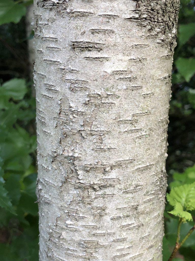 Close-up of gray birch bark, showing its distinctive chalky-white, black-marked texture