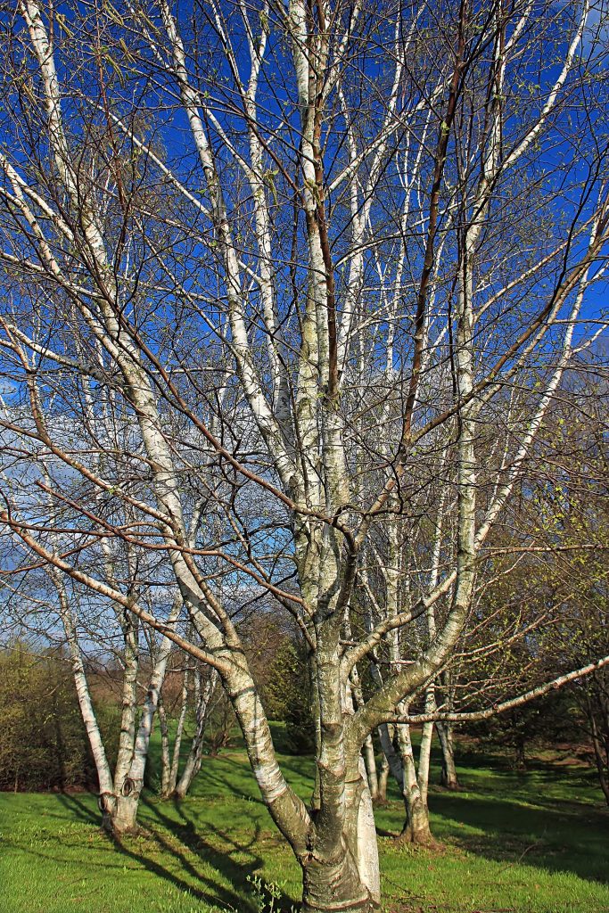 Gray birch trees (Betula populifolia) with white bark against a blue sky